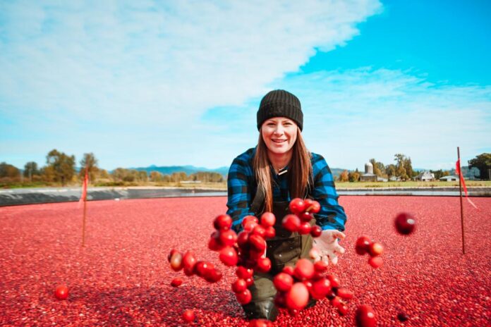 Cranberry Plunge Langley How To Plan The Best Cranberry Farm