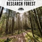 Malcolm Knapp Research Forest – PINS