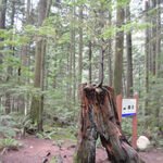 A Tree on a tree in Lynn Valley Park