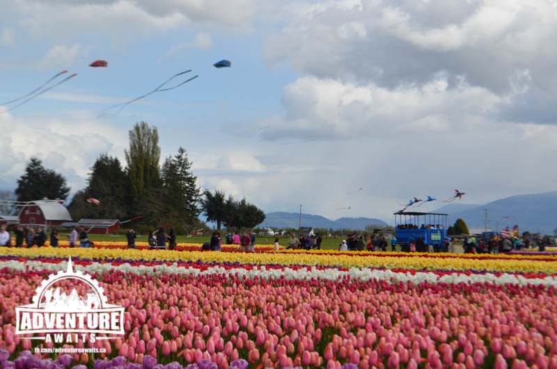Skagit Valley Tulip Festival 