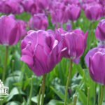 Skagit Valley Tulip Festival
