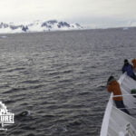 Killer Whales in Antarctica