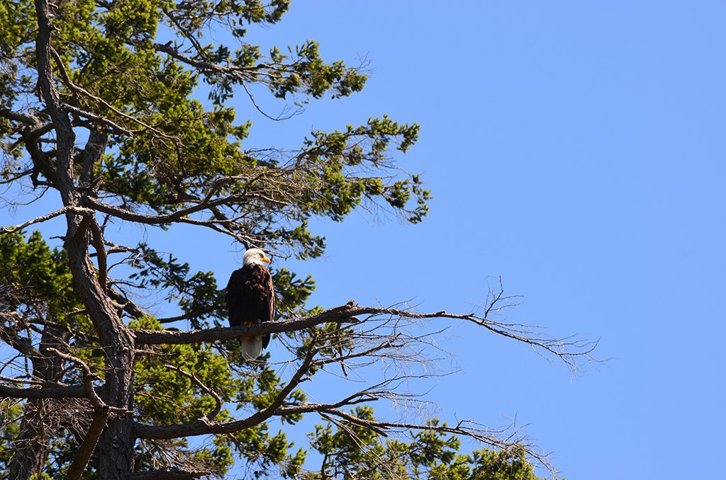 Eagle seen during our Desolation Sound Boat Tour 