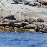 Terracentric Coastal Adventures Seals