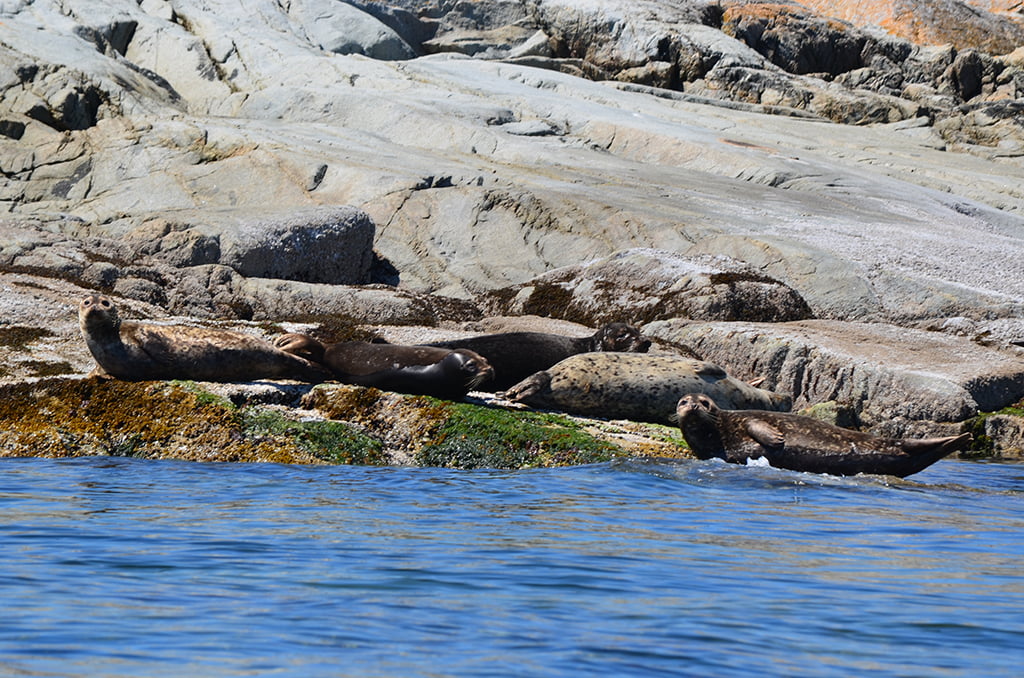 seals bathing in the sun