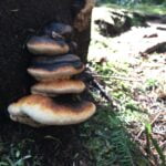 Fungus growing on tree on Sunshine Coast Trail