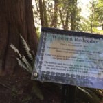 Western Red Cedar Tree Information on Sunshine Coast Trail
