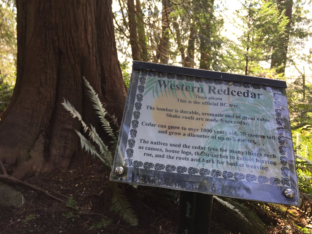 Info sign about the western redcedar on the willingdon beach trail