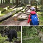 Bear Safety – Feature Image