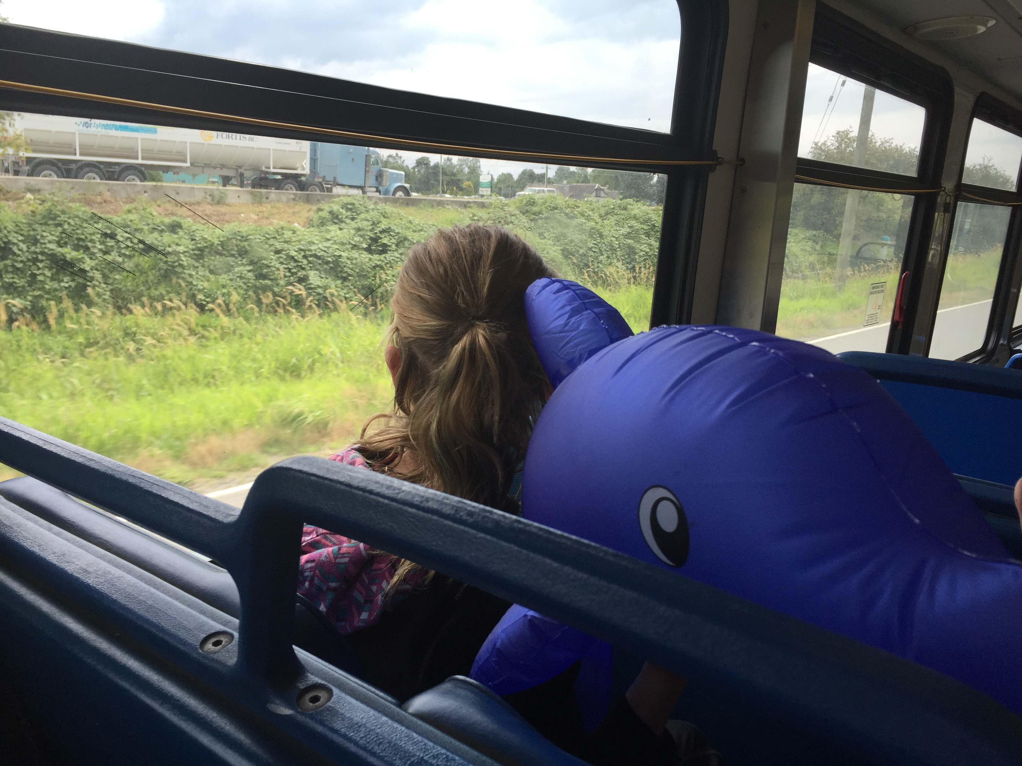 Dolphin goes for a ride with explore bc by bus