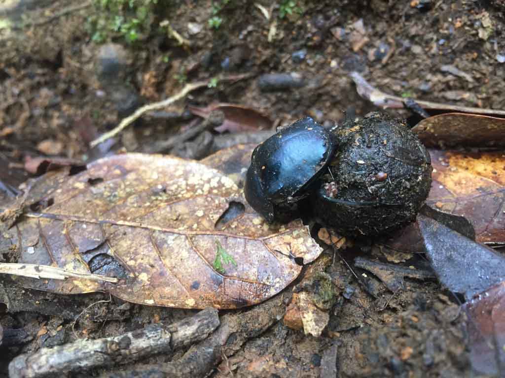 dung beetle in the costa rica jungle