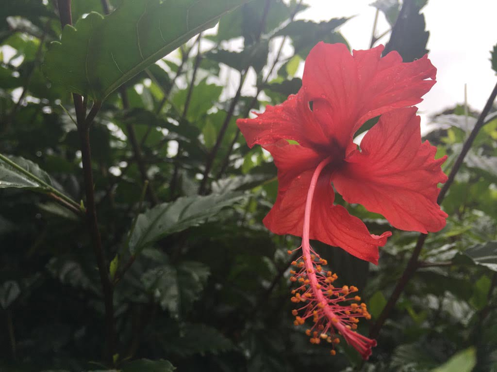 beautiful red flower in costa rica