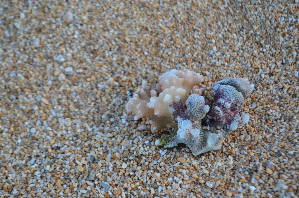 piece of coral found on Hanalei beach