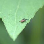 Tick on Leaf