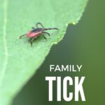 ticks – pinterest (1)