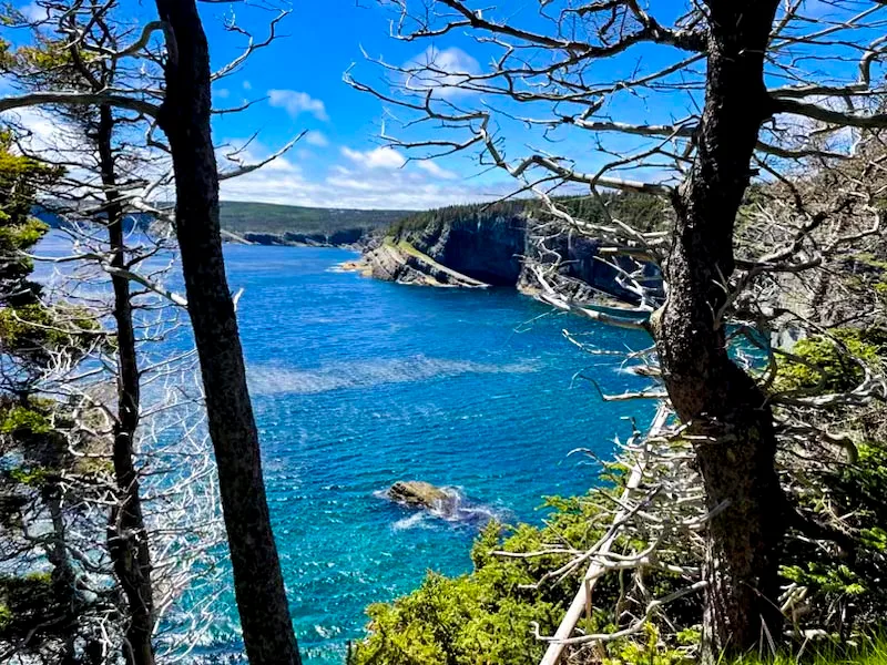 view of the ocean and rocky shores through the trees on a hiking tour of st. john's