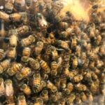 Newfoundland Insectarium (6 of 9)