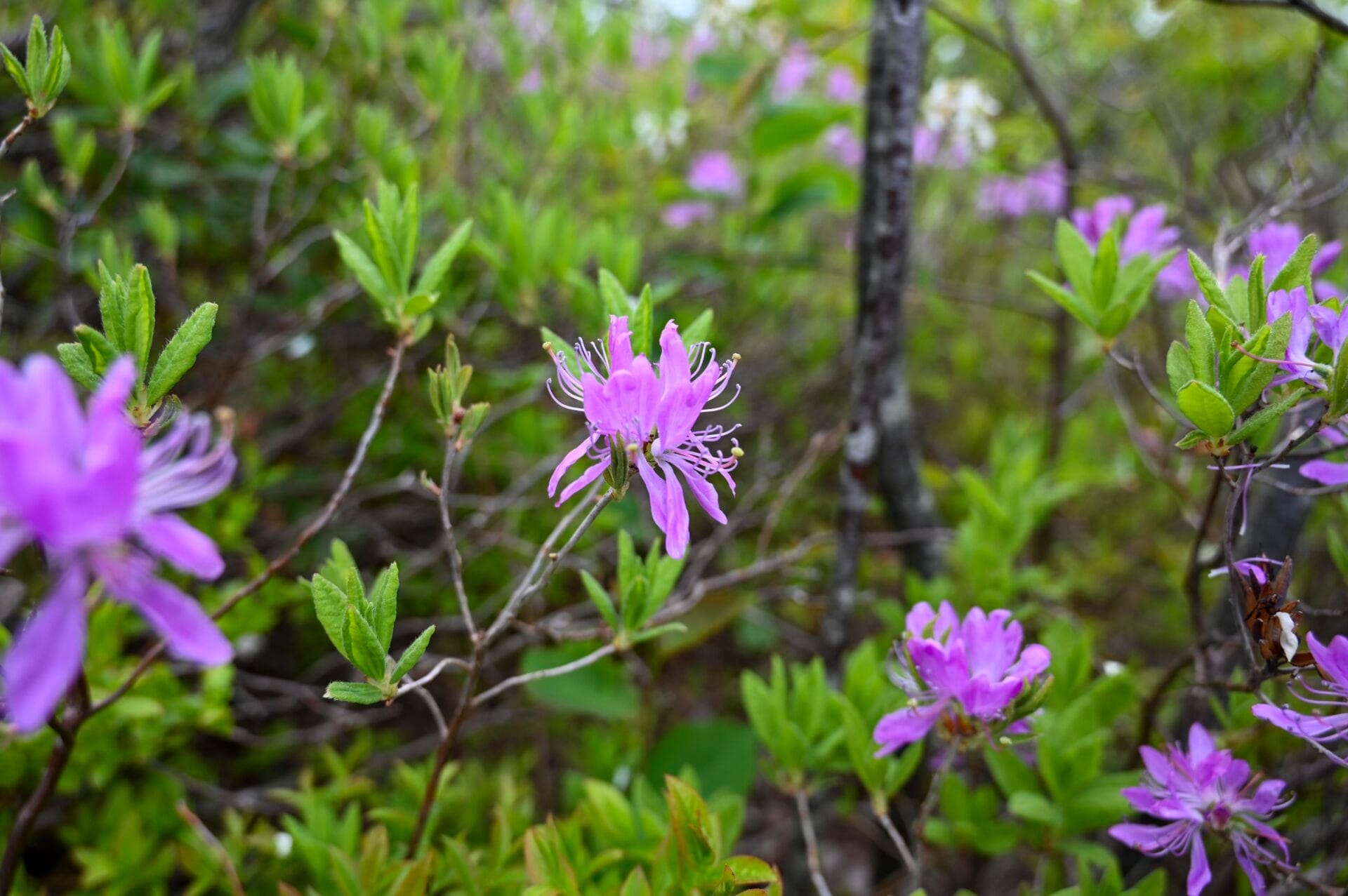 close up of purple wildflowers along a trail at the Signal Hill National Historic Site