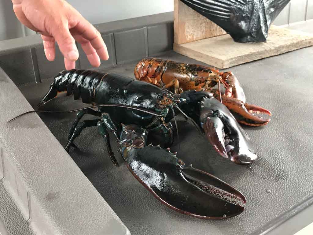 Large black lobster on Top Notch Charters boat