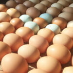 Keenan Family Farm Eggs