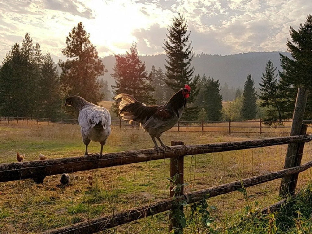 Keenan Family Farms Chickens standing on the top of a fence