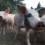 Keenan Family Farms Pigs
