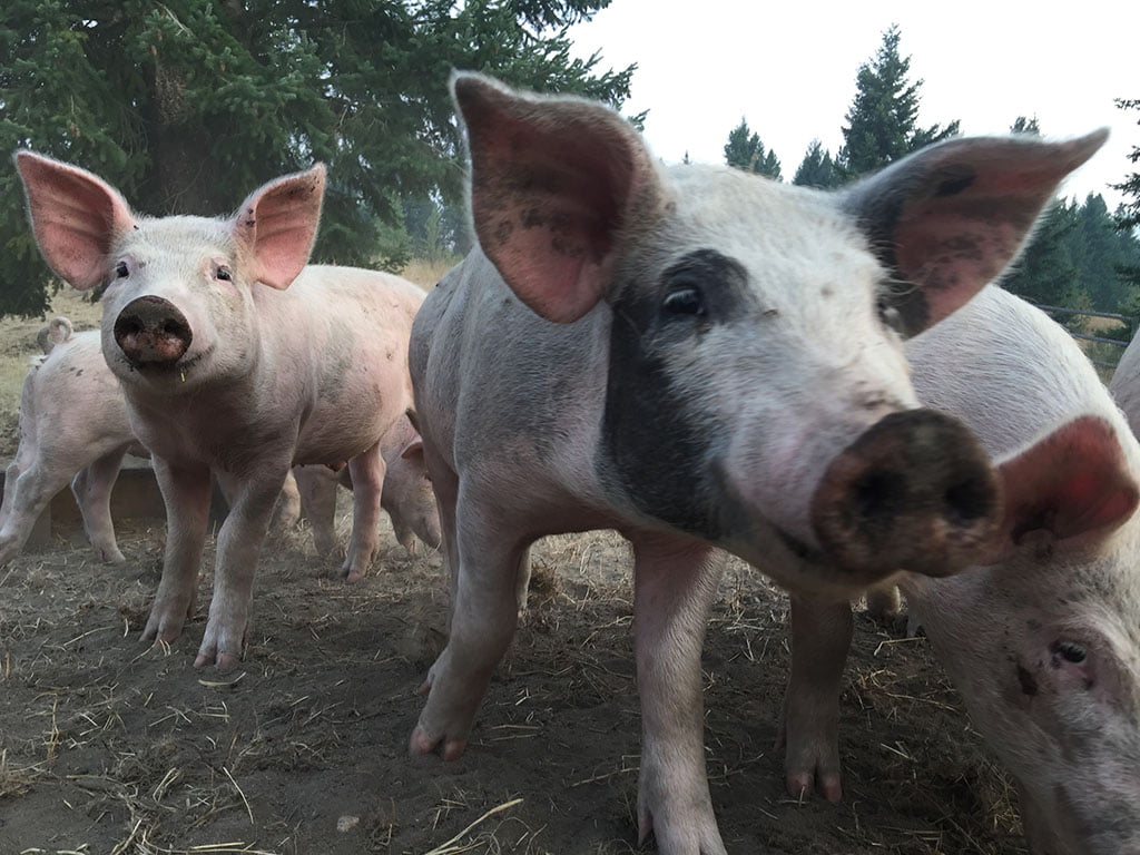 Keenan Family Farms Pigs