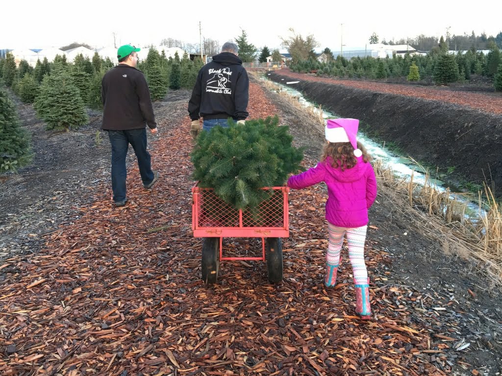 family-getting-tree-at-christmas-tree-farm