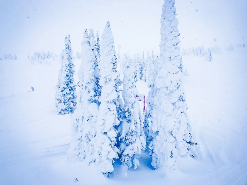Snow covered trees from Big White family ski vacation