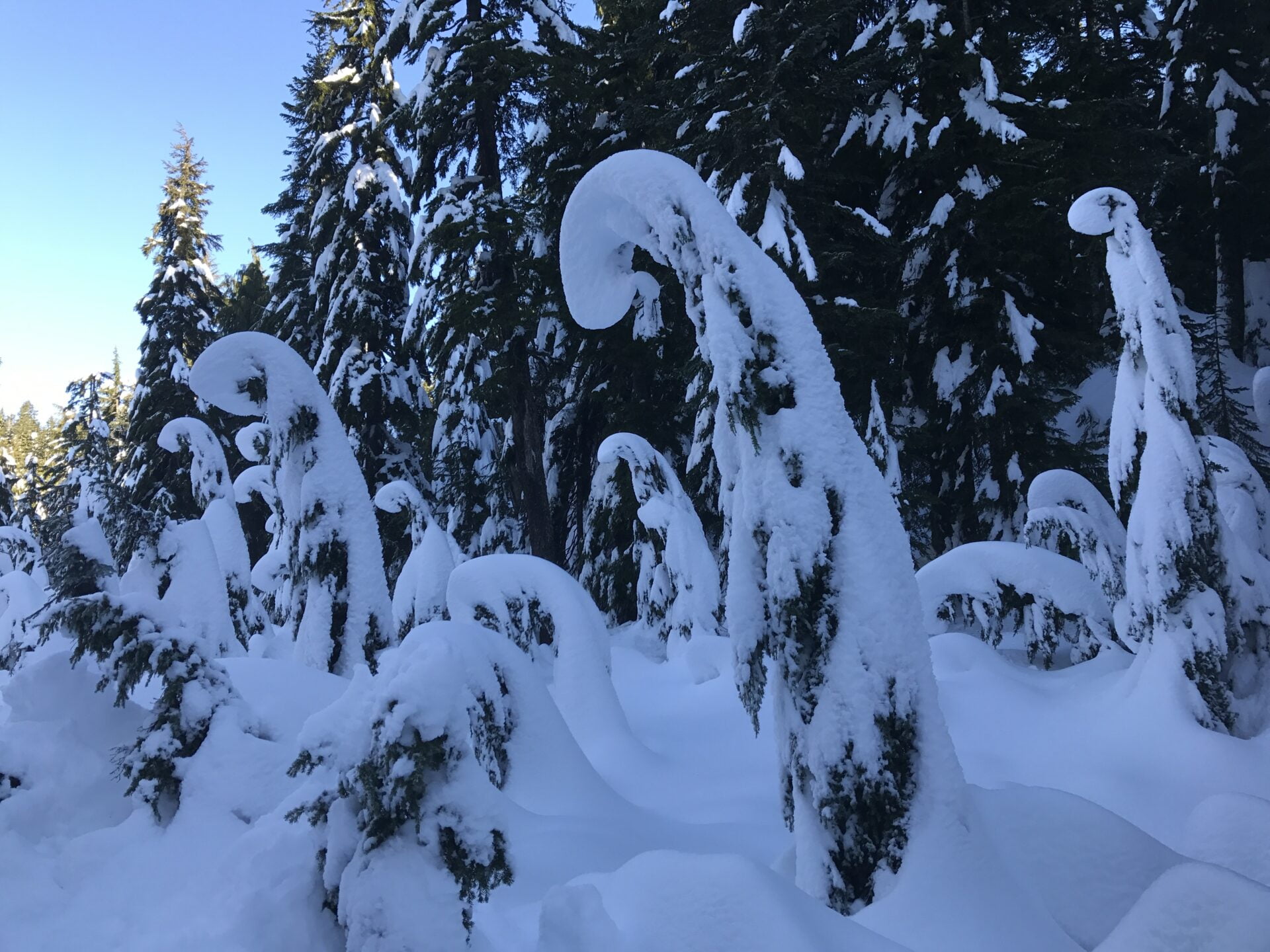 snow-covered-trees