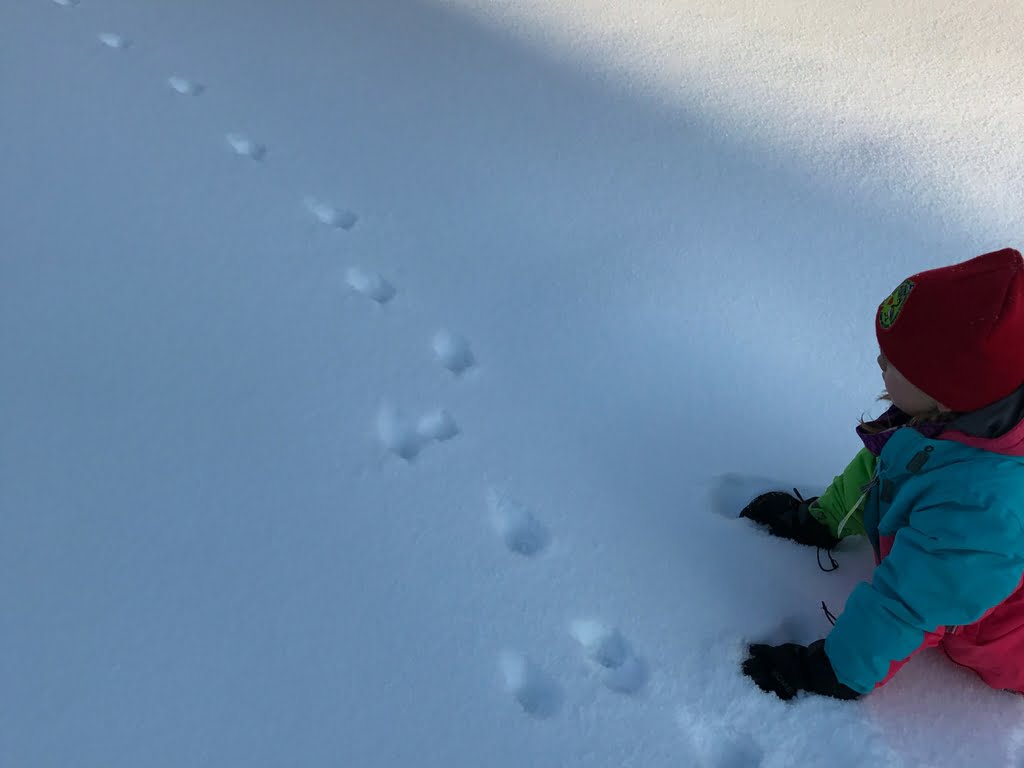child-looking-at-animal-tracks-in-snow