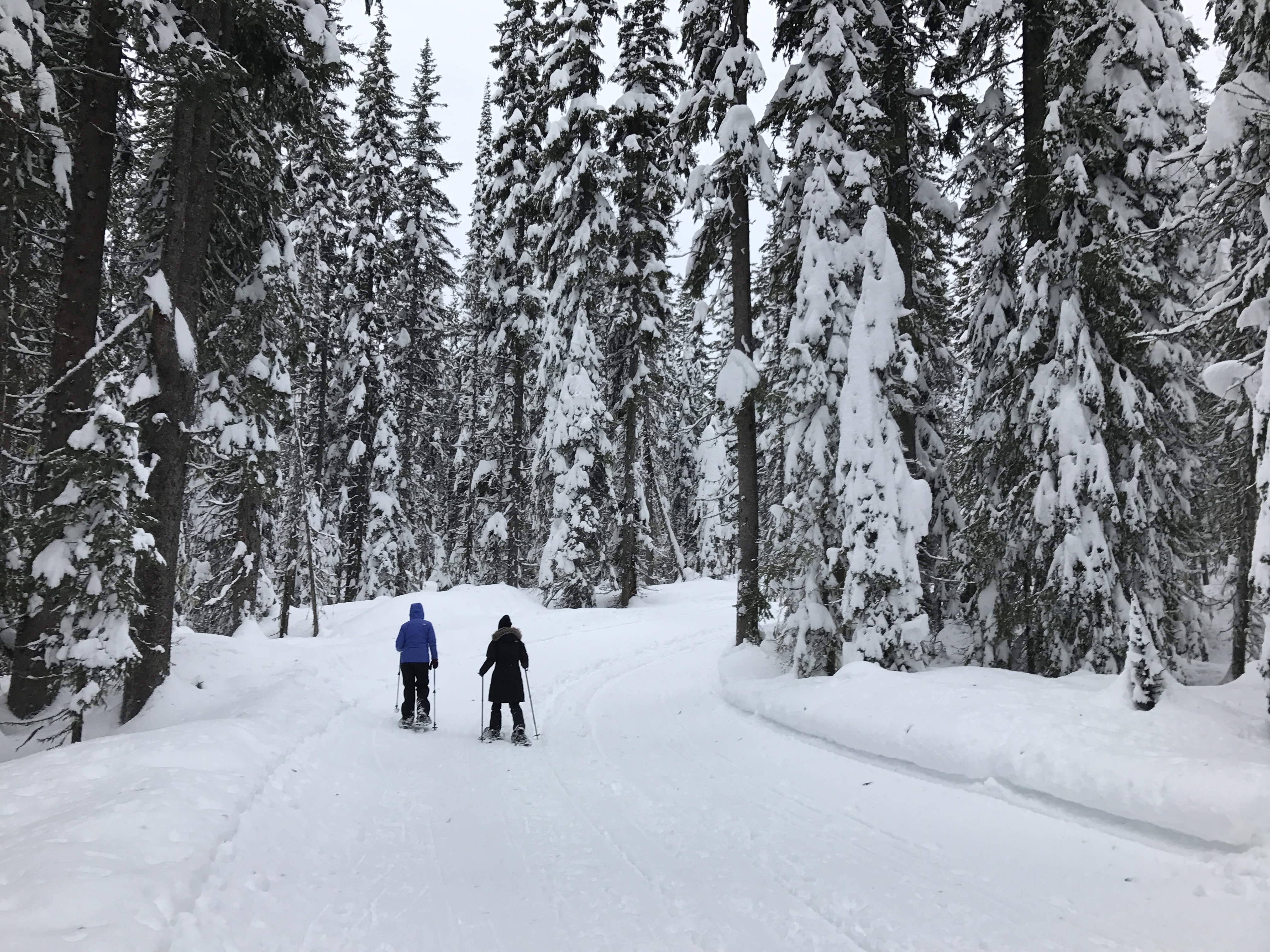 Big White Snowshoeing Adventure Adventure Awaits