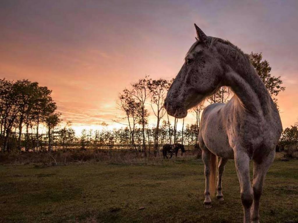 horse-during-sunset