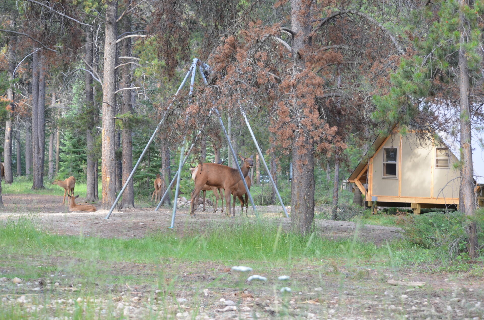 wildlife-in-campground