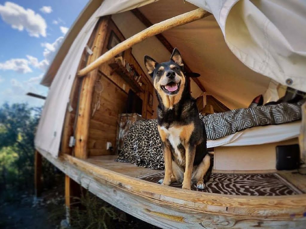 Dog in safari hut on Glamping Hub 