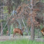 Wildlife Safety While Camping – social warfare