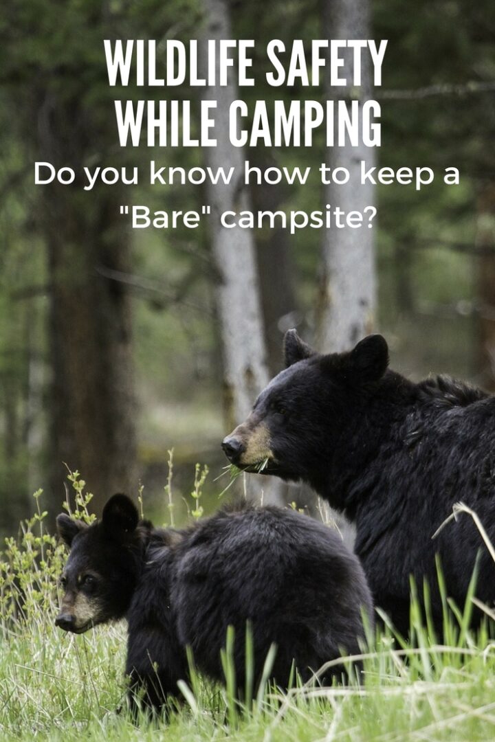 wildlife-safety-while-camping