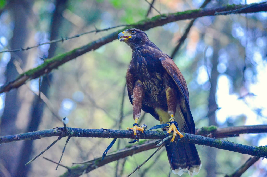 Bird of prey in tree at the Pacific Northwest Raptor 