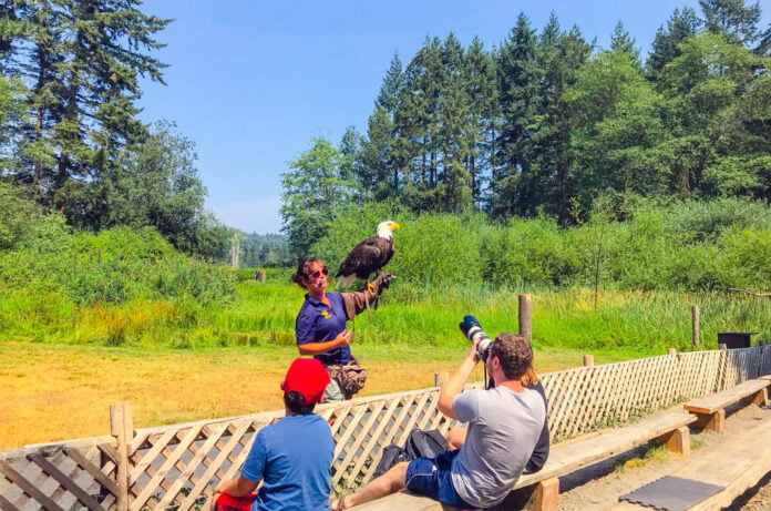 Getting Real Close With Pacific Northwest Raptors | Family Travel Blog