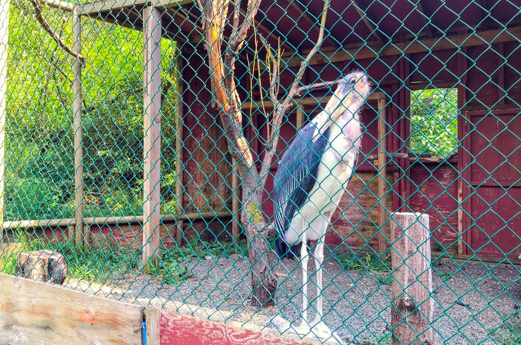 stork-bird-at-the-raptors