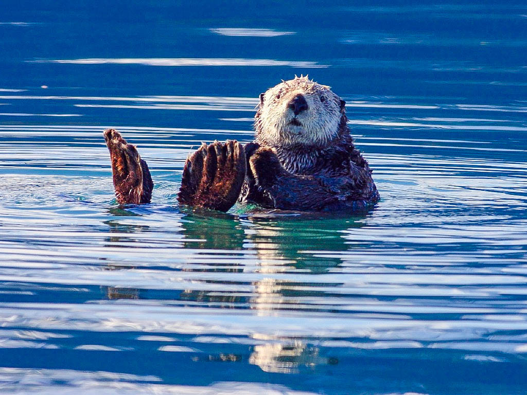 Otter seen from the Tofino Whale Watching Hot Springs Tour 