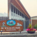 BC Wildlife Park – sw