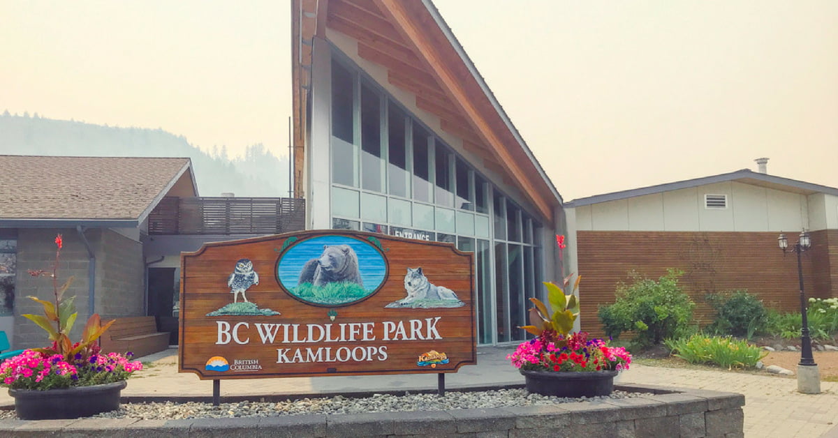 Conservation Through Education At The BC Wildlife Park - Adventure Awaits