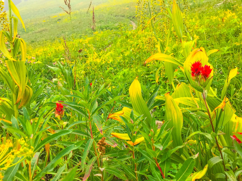 Sun-Peaks-flowers-on-side-of-mountain