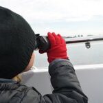 Whale Watching (Eagle Wing)