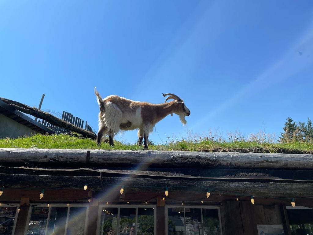goat standing on the roof at coombs country market on vancouver island