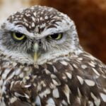 burrowing-owl-1024×768