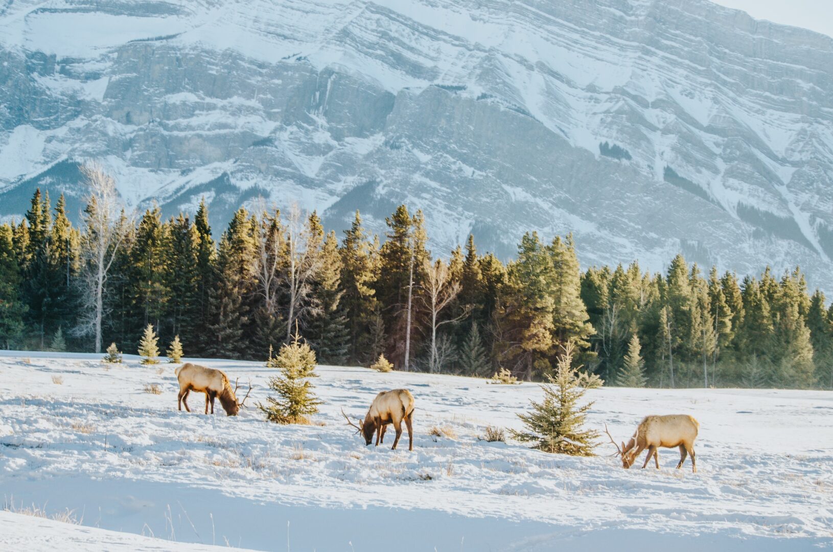 Male Elk in Banff National Park during Banff photography tours