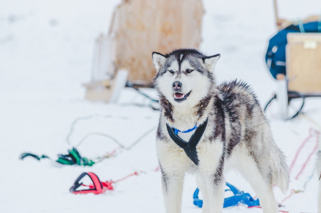 Northern lights, dogsledding and other reasons to visit Iqaluit in the  winter - Squamish Chief