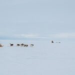 Iqaluit dogsledding tours: Dogsledding Across the Arctic